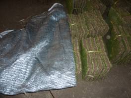 樹木治療イメージ